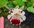 MIMULUS TIGRINUS GRANDIFLORUS ÃÂ  Monkey Flower in garden